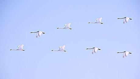 《拳皇15》1月末大型更新追加全新推进打击系统